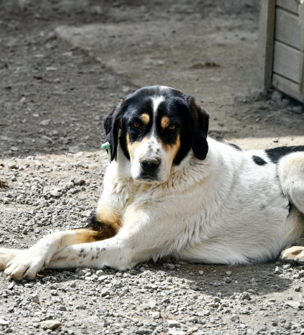 YILDIZ :)